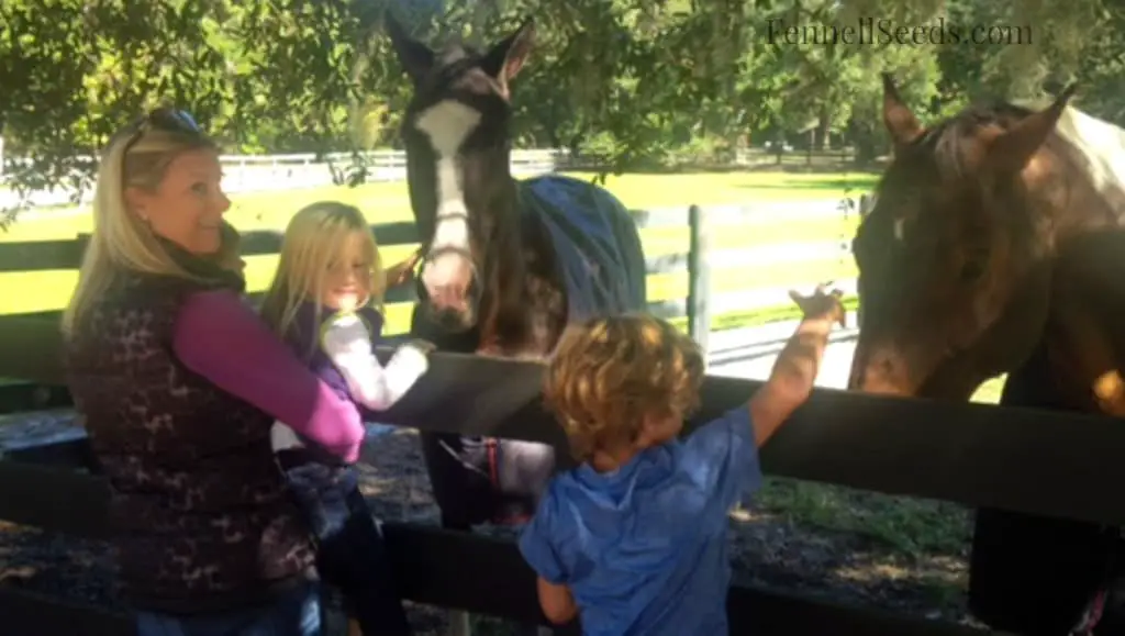 Visiting Dixie Petting Horses