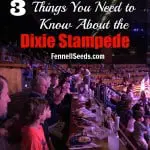 3 Things You Need to Know about the Dixie Stampede Show