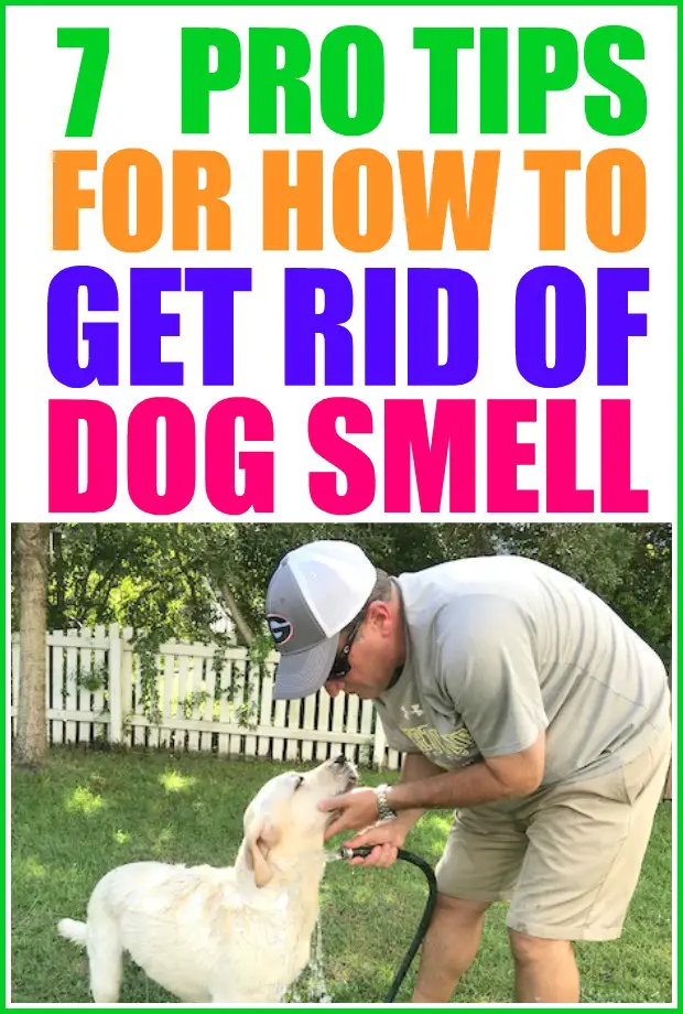 How To Get Rid Of Dog Smell In Your Home