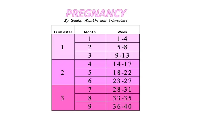 How many weeks is 6 months pregnant chart. Weeks months and trimester chart