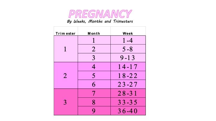 How Many Weeks is 6 Months Pregnant? Plus Week to Month to Trimester  Pregnancy Chart